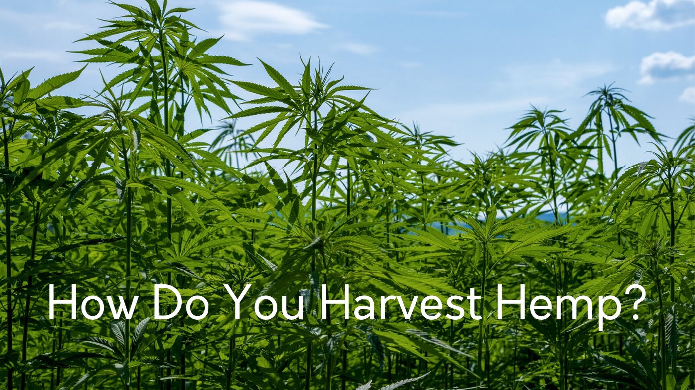 HOW DO YOU HARVEST HEMP? - CBD Seed Co.