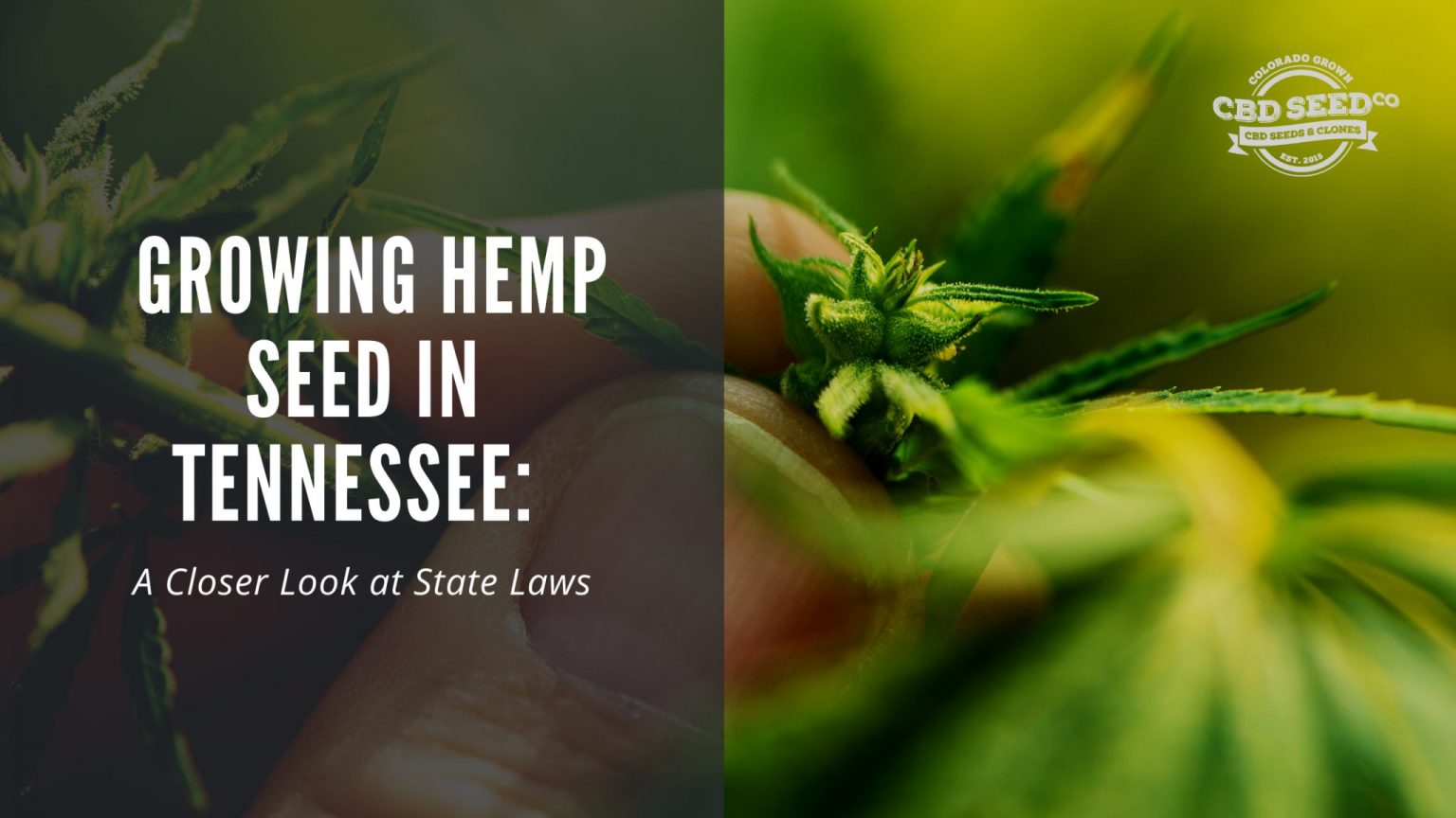 Growing Hemp Seed in Tennessee A Closer Look at State Laws CBD Seed Co.