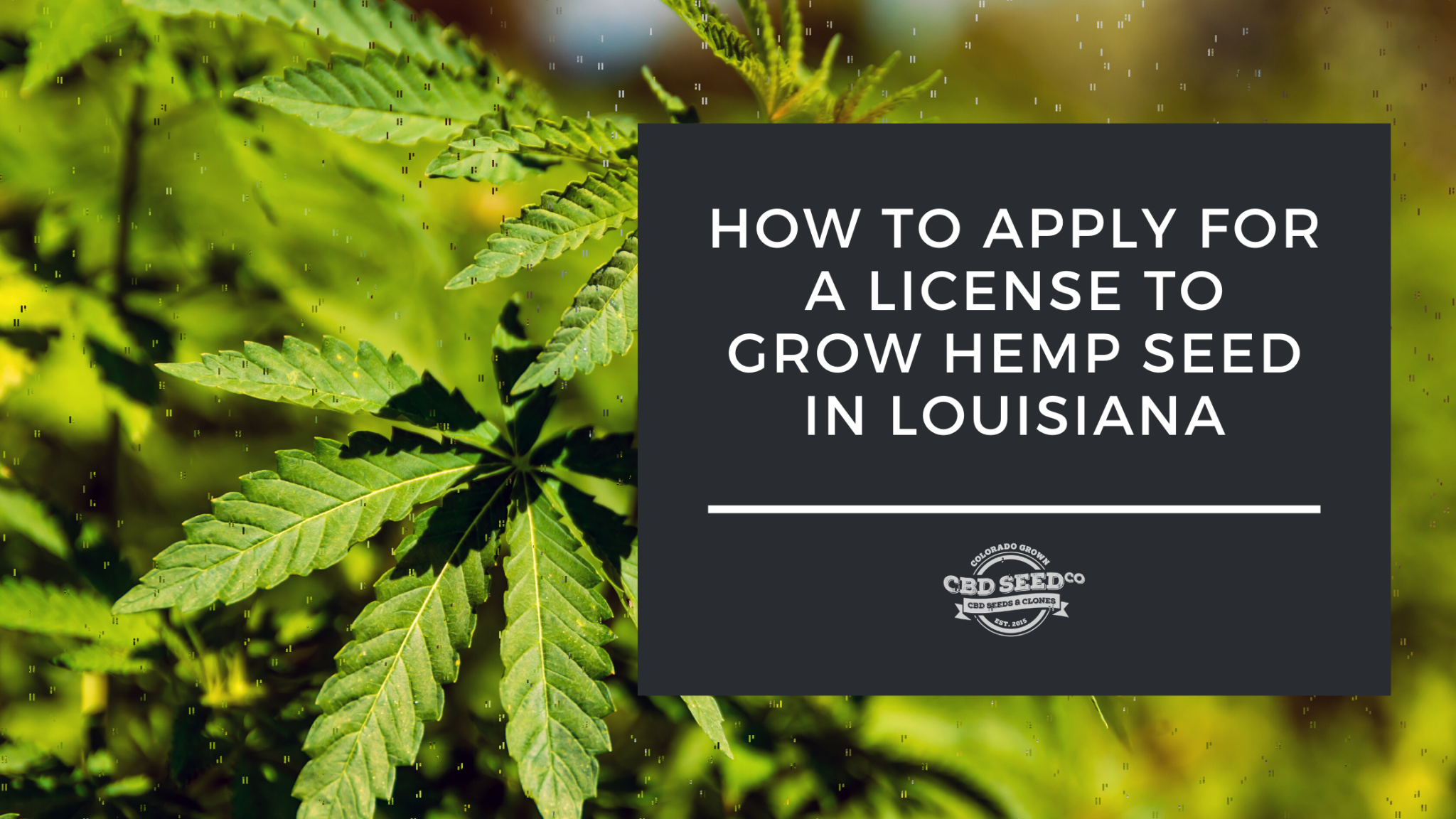 How to Apply for a License to Grow Hemp Seed in Louisiana CBD Seed Co.