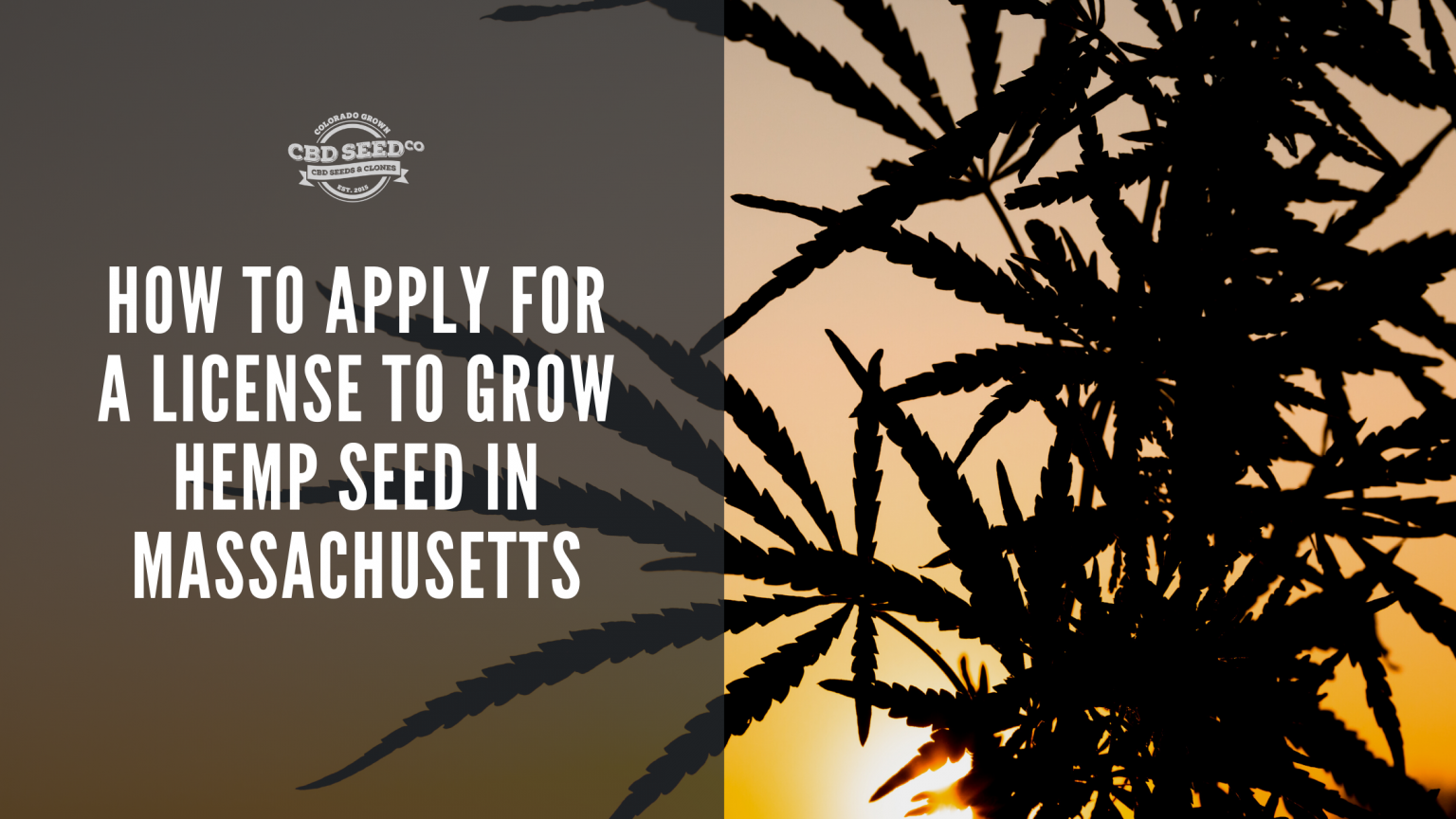 How to Apply for a License to Grow Hemp Seed in Massachusetts - CBD Seed Co.