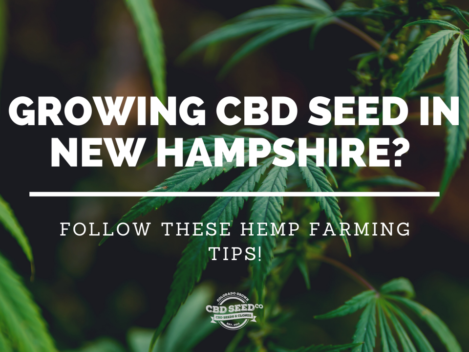 cbd seed new hampshire hemp farming tips