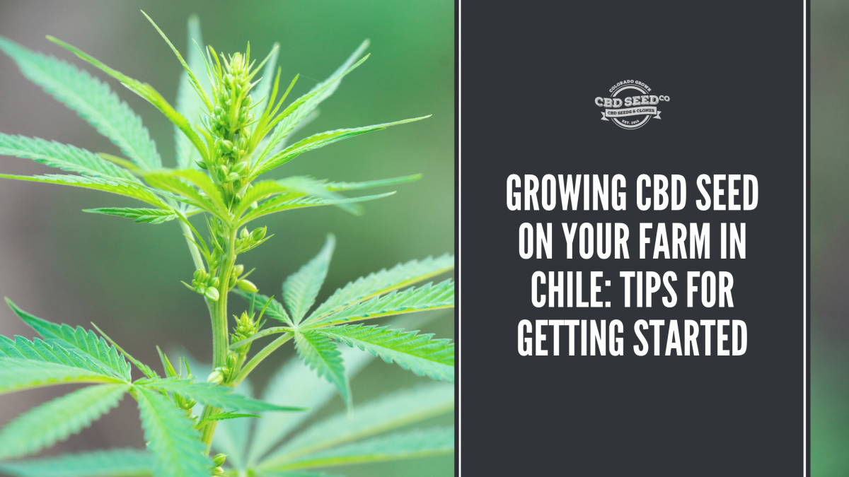 growing cbd seed farm chile tips