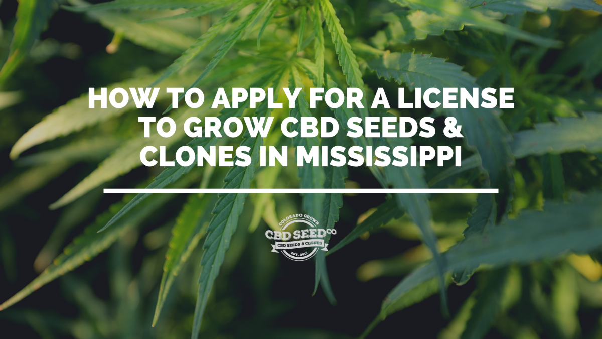 license cbd seed hemp mississippi