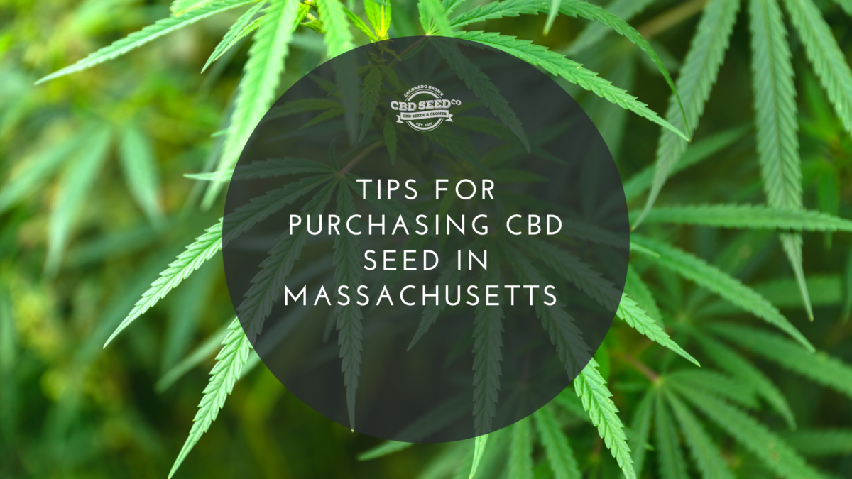 Tips for Purchasing CBD Seed In Massachusetts CBD Seed Co.