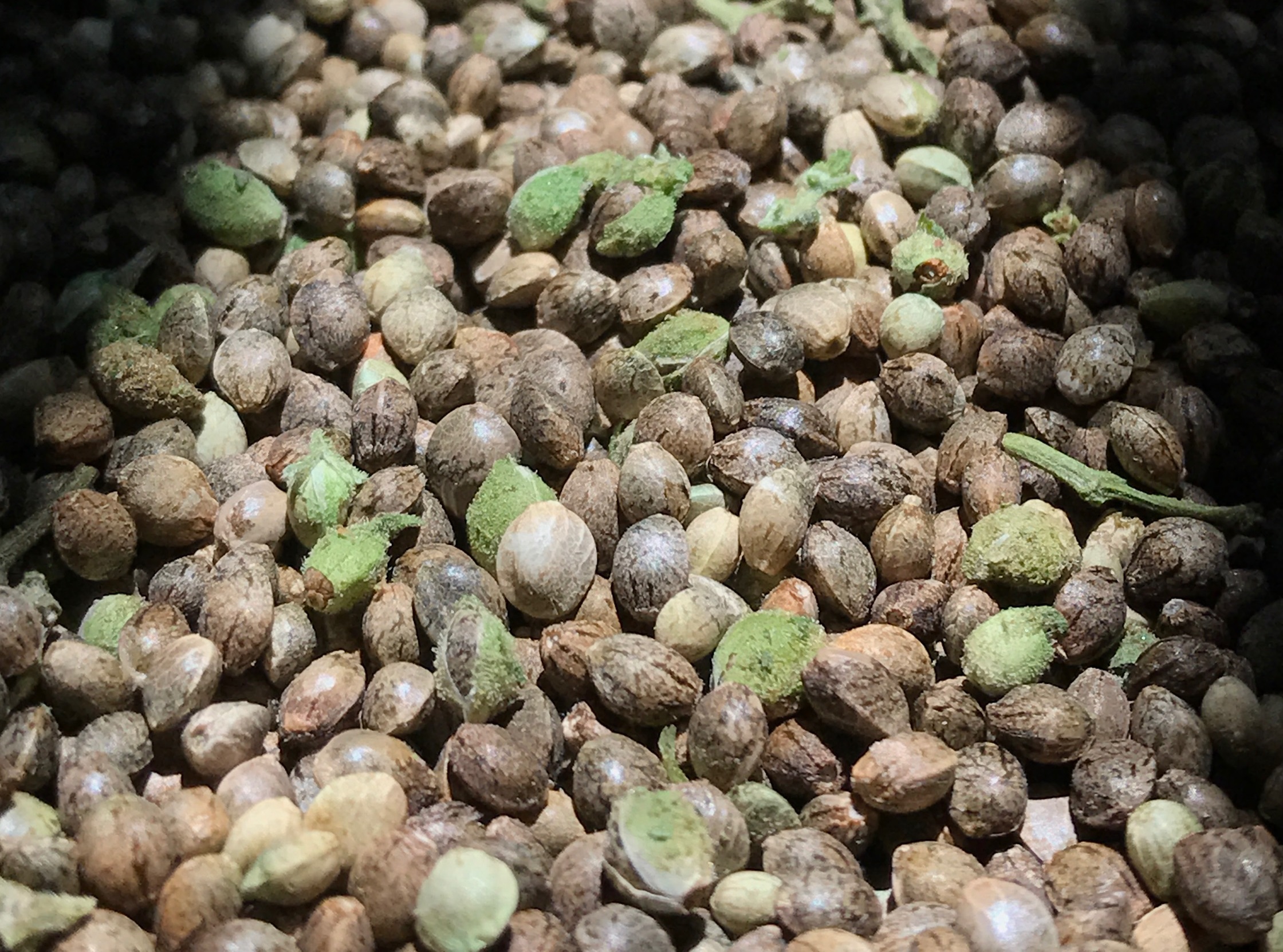 CBD Seed for Sale